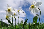 Spettacolo di narcisi e di amici in Linzone il 12 maggio 2018